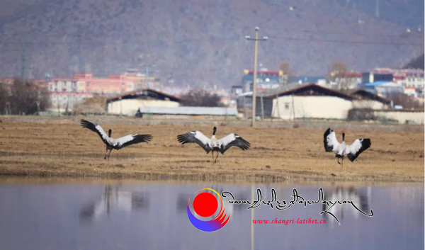 སེམས་ཀྱི་ཉི་ཟླའི་རྒྱལ་སྤྱིའི་བྱ་གཟིགས་དུས་ཆེན་སྐབས་གསུམ་པར་བྱ་རིགས་170ཟིན་ཐོར་བཀོད།