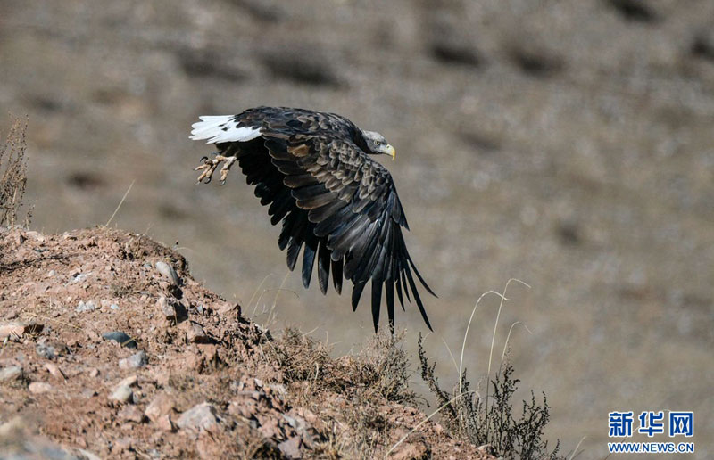 ཡུལ་ཤུལ་གྱི་འབྲི་ཆུའི་འགྲམ་གྱི་གླག་རྒོད་སྒྲོ་མཇུག་དཀར་པོ་མཐོང་། 