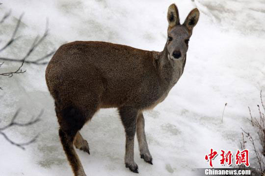 ཡུལ་ཤུལ་ནས་བླངས་པའི་གླ་བའི་པར། 