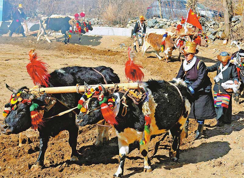 བོད་ཀྱི་ལྷོ་ཁ་གྲོང་ཁྱེར་དུ་རྨོད་གཉའ་གཅོག་པའི་མཛད་སྒོ་འཚོགས་པ། 