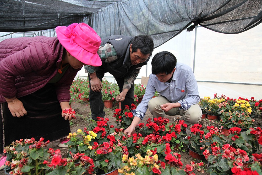 མཐོ་སྒང་གི་རྩྭ་ཐང་སྟེང་འཕེལ་རྒྱས་ཀྱི་མཆོར་ཉམས་ལྡན་པའི་གསེར་ཐར།