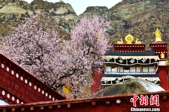 ལྷ་སའི་ཕ་བོང་ཁར་ཁམ་བུའི་མེ་ཏོག་རབ་ཏུ་བཞད།