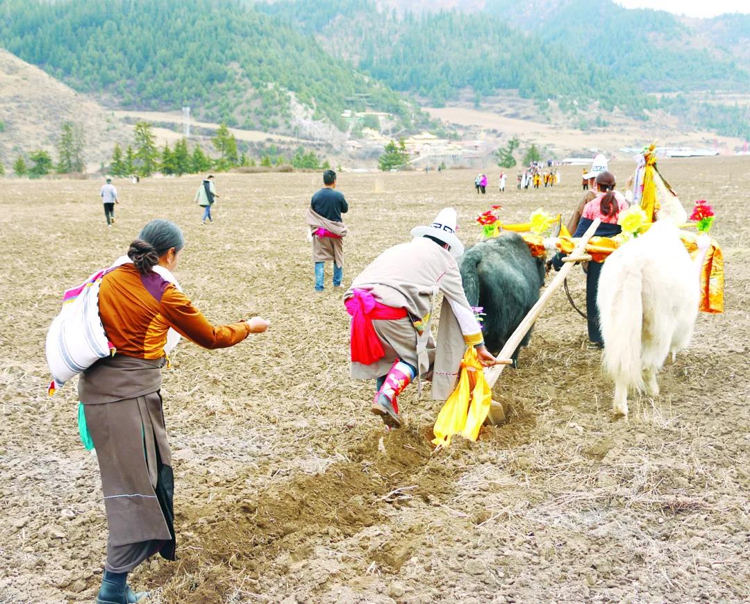 གླང་རྩིས་ཀྱི་བབས་འབྲས་དང་བསྟུན་པའི་ས་ཞིང་རྨོ་སྲོལ།
