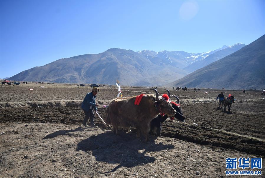 བོད་ལྗོངས་གཞིས་ཀ་རྩེ་རུ་དཔྱིད་འདེབས་ཀྱི་ལས་ལ་བྲེལ་བཞིན་པ།