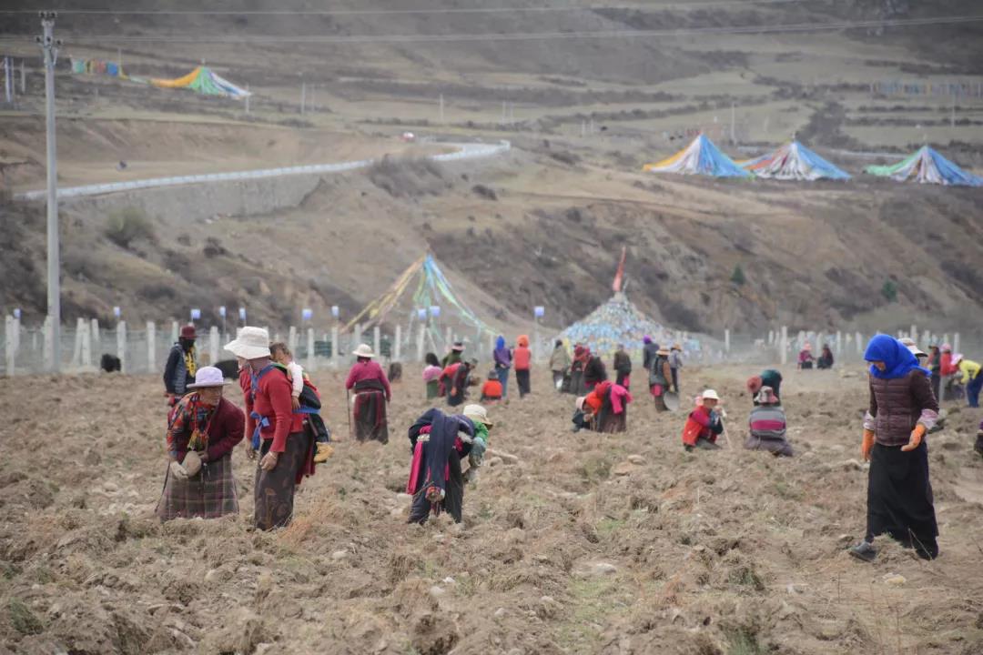 ཛམ་ཐང་གིས་གཟན་རྩྭ་འདེབས་པའི་དབུལ་སྐྱོར་རྣམ་གྲངས་ལག་ལེན་བྱས།