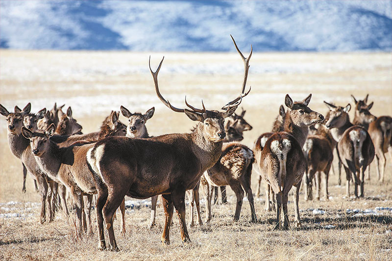 ཀུན་བདེ་གླིང་རྩྭ་ཐང་གི་ཤྭ་བ།