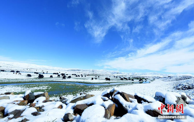 ཁྱུང་མཆུ་རྩྭ་ཐང་གི་ཁ་བ། 