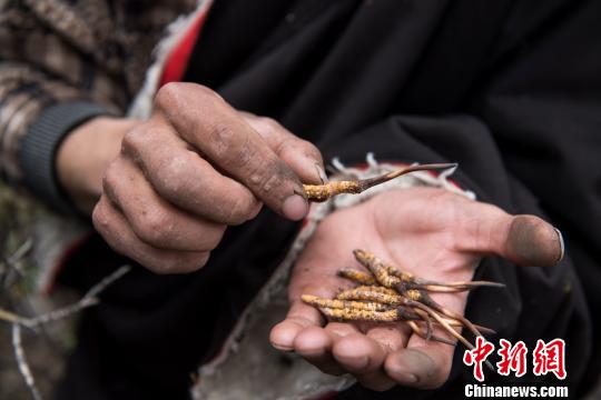 བོད་ལྗོངས་ནག་ཆུར་དབྱར་རྩྭ་དགུན་འབུ་འཐུ་བའི་དུས་སུ་སླེབས་པ།