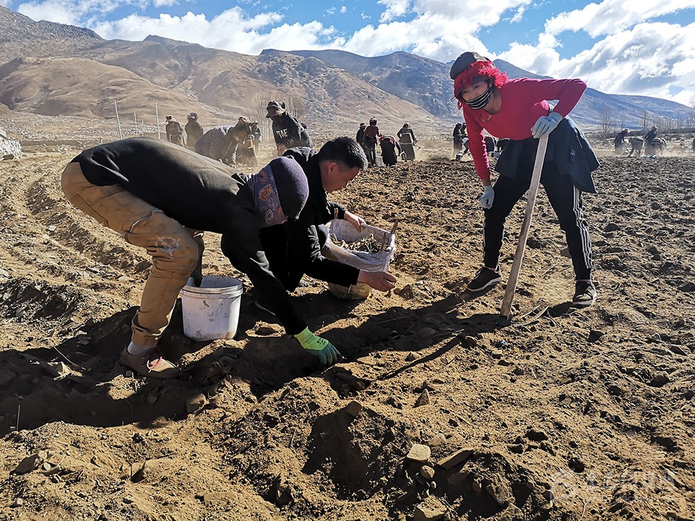 འདབ་པ་རྫོང་གིས་ཁ་གཏད་རོགས་སྐྱོར་ལ་བརྟེན་ནས་རྒྱ་བོད་སྨན་རྩྭ་འདེབས་འཛུགས་བྱེད་ཤུགས་ཆེ་རུ་བཏང་།