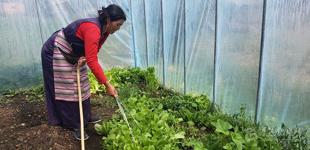 ལི་ཐང་རྫོང་འཇའ་བ་གྲོང་རྡལ་གདོང་དྲུག་གྲོང་སྡེའི་སྔོ་ཚལ་དྲོད་ཁང་ཆུང་ཆུང་ལས་ཕན་འབྲས་ཆེན་པོ་ཐོན།