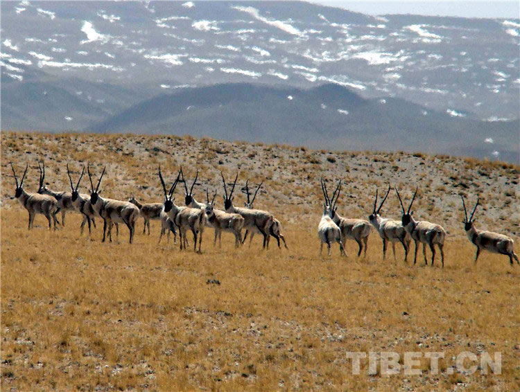 བདག་ཏུ་མ་བཟུང་བའི་རི་སྐྱེས་སྲོག་ཆགས་ཀྱི་ཞིང་ཁམས་ཏེ་བྱང་ཐང་གི་བྱང་ཕྱོགས། 