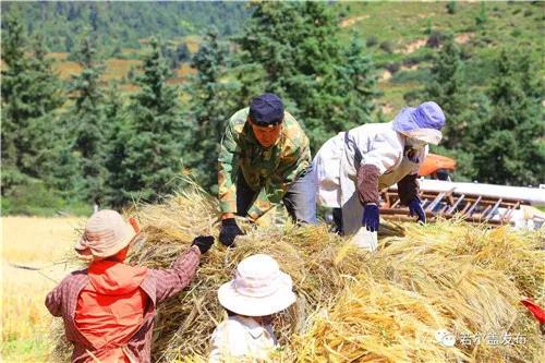 ཞིང་བ་ཚོ་སྟོན་འབྲུ་བསྡུ་བའི་ལས་ལ་བྲེལ་བཞིན་འདུག