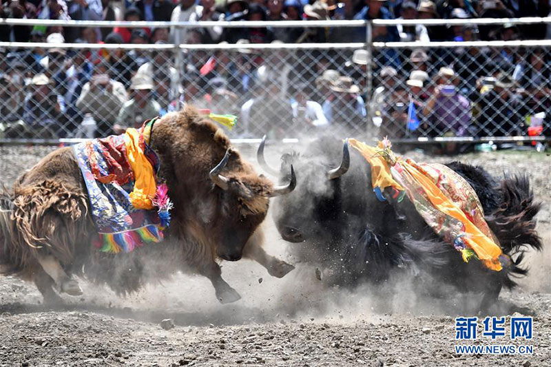 གཡག་འཛིང་།
