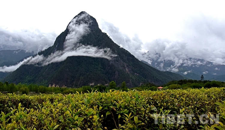 “གངས་ལྗོངས་ཀྱི་སྔོ་ལྗང་མཛེས་ལྗོངས་ཁུལ”གྱིས་ཇའི་ཐོན་ལས་བཙུགས་ནས་དཔལ་འབྱོར་འཕར་གཞི་གསར་པ་བཏོད་པ།