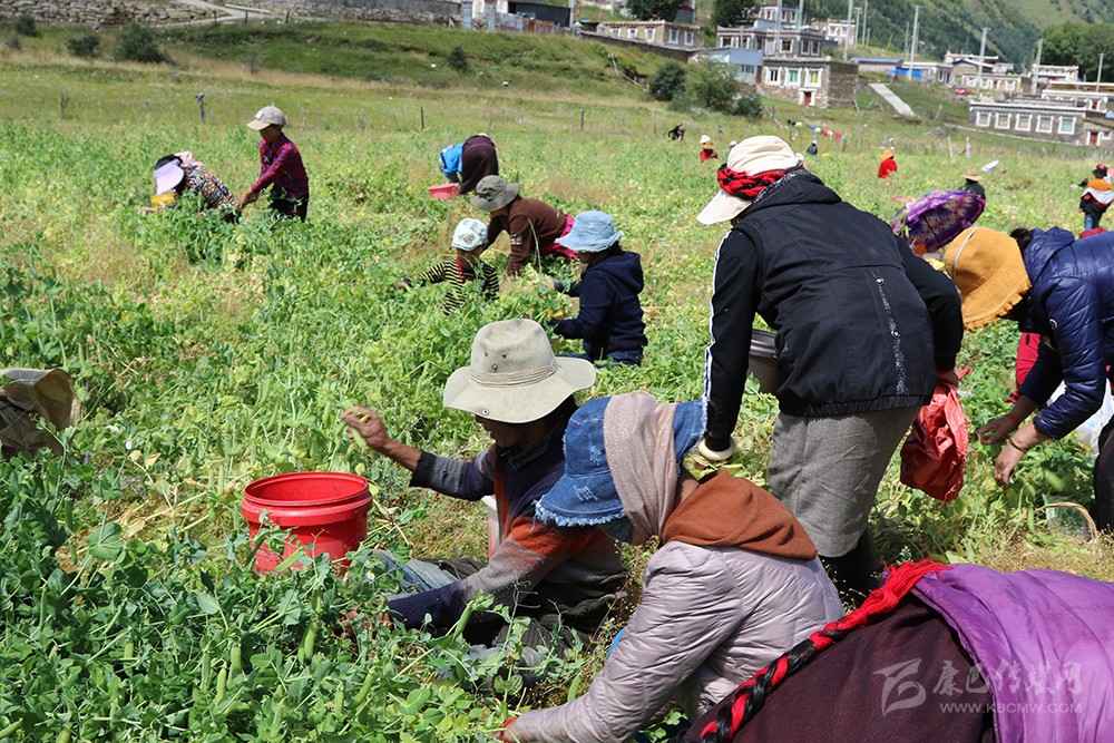 དཔལ་སྨད་ཀྱི་སྲན་སྔོན་ལ་དགའ་འོས་པའི་ཐོན་ལེགས་ཐོབ།
