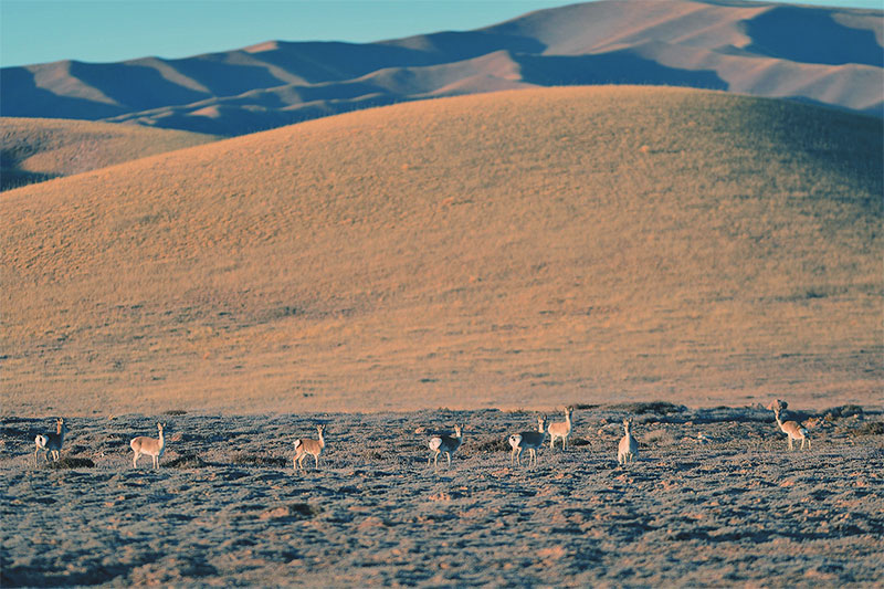 མཚོ་སྔོན་གཙང་གསུམ་ཆུ་འགོའི་ས་ཁུལ་གྱི་སྐྱེ་དངོས་སྣ་ཁ་མང་།