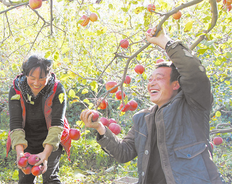 མའོ་རྫོང་གི་ཞིང་པས་ཀུ་ཤུ་འཐུ་བའི་སྒང་ཡིན།