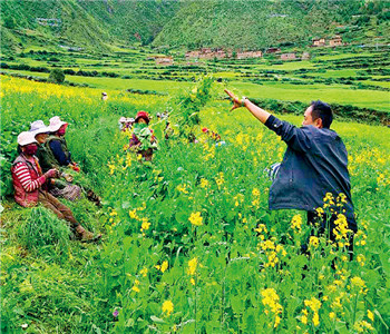 བཅའ་སྡོད་ལས་ཀ་ནན་གྱིས་བསྒྲུབ།། མི་སེར་སེམས་པ་དྲོད་ཀྱིས་ཁེངས། 