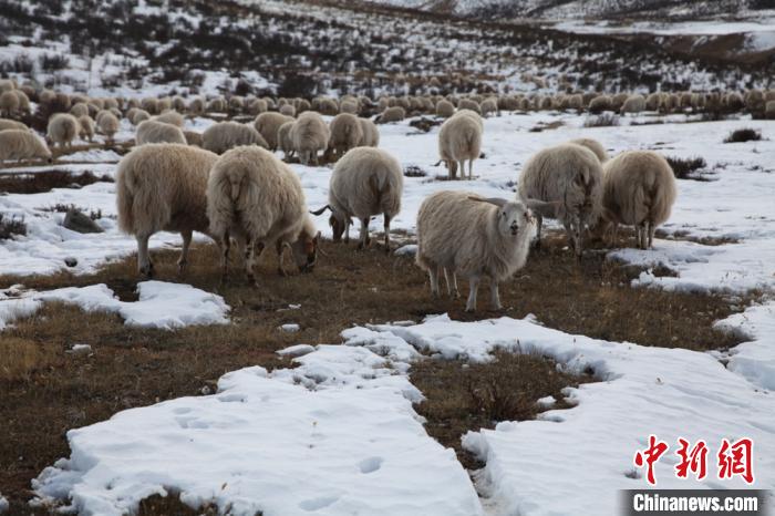 ཨ་མྱེས་རྨ་ཆེན་འདབས་ཀྱི་དབུལ་ཕོངས་ཤང་དབུལ་སྒྲོལ་བྱུང་བ། 