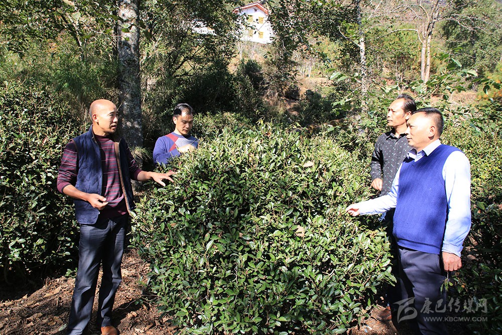 གནའ་བོའི་ཇ་ཤིང་ལ་ཕྱུག་འགྱུར་གྱི་ལོ་འདབ་རྒྱས།