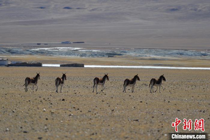 བོད་ལྗོངས་བྱང་ཐང་གི་མཐོང་ཐོས།