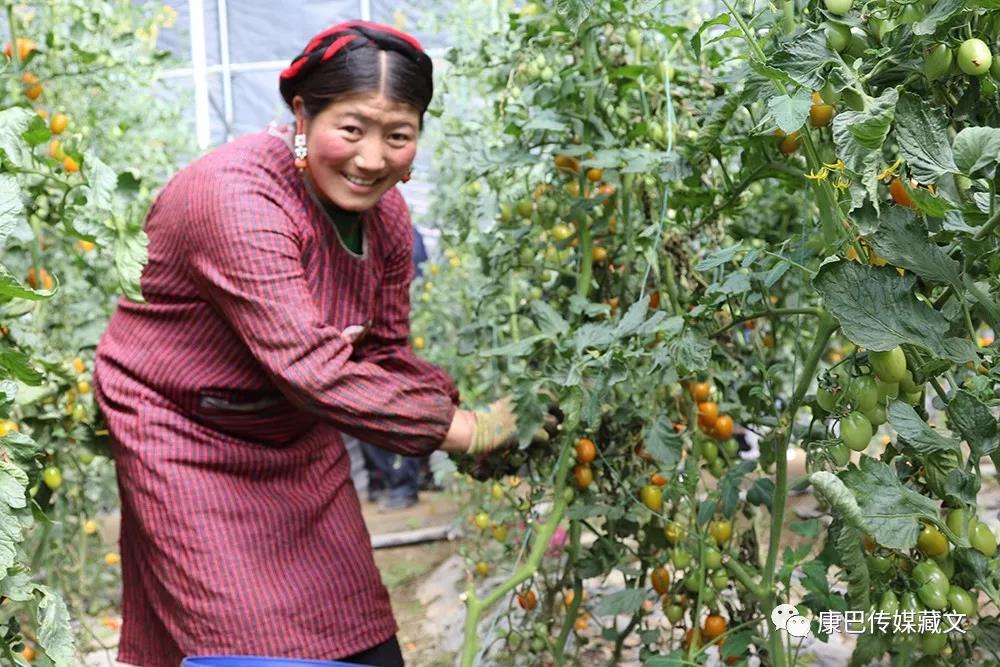 སྔོ་ཚལ་དྲོད་ཁང་ལས་འཚོ་བར་བདེ་སྐྱིད་ལྡན་པའི་འབྲས་བུ་སྨིན།