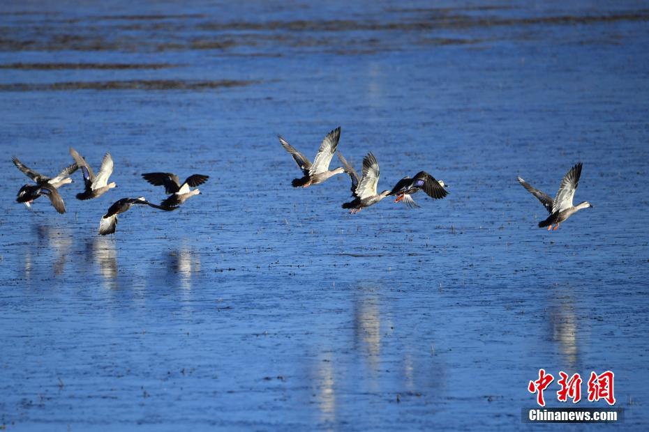 ཡུན་ནན་སེམས་ཀྱི་ཉི་ཟླའི་དུས་བྱའི་ཞིང་ཁམས་སུ་བསྐྱོད་པ།