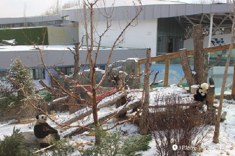 རི་སྐྱེས་སྲོག་ཆགས་གླིང་གའི་ལས་འགོ་བསྐྱར་དུ་ཚུགས་པ། 
