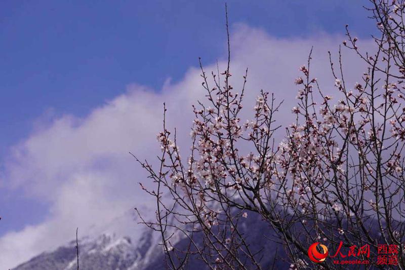བོད་ལྗོངས་ཀྱི་དཔྱིད་ཀ། ཉིང་ཁྲི་ནས་འགོ་བརྩམས།