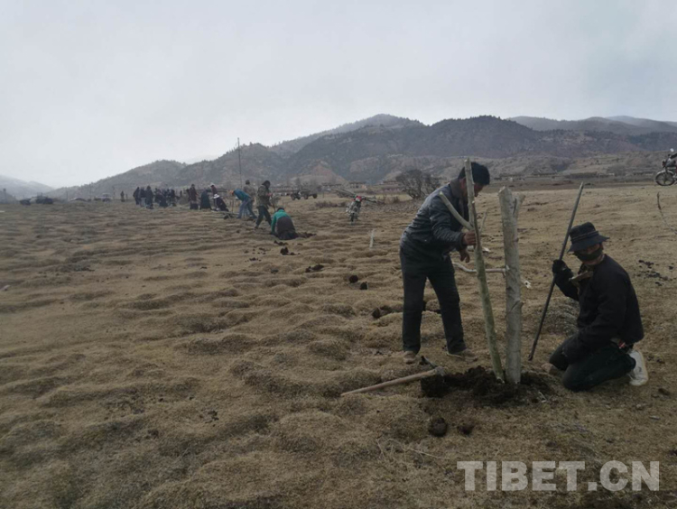 ལི་ཐང་རྫོང་དུ་རིམས་ནད་འགོག་པར་ལྷོད་གཡེང་མ་བཏང་བར་སྡོང་འཛུགས་ནགས་སྐྲུན་བྱེད་པ།