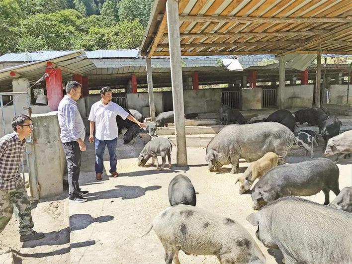 སྟེང་པ་བ་ཨ་ཕང་གིས“སྟེང་པའི་ཁྱད་ལྡན་ཕག་པ”གསོ་ཚགས་བྱེད་པ།