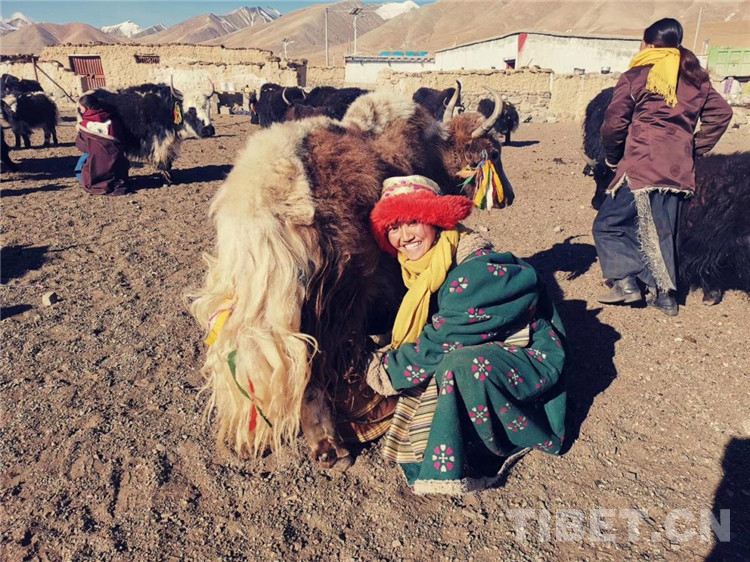 བོད་ལྗོངས་ནག་ཆུའི་རི་གྲོང་ཆུང་ངུ་ནས་ཐོན་པའི“གསེར་གྱི་ཁྱུང་ཆེན།”
