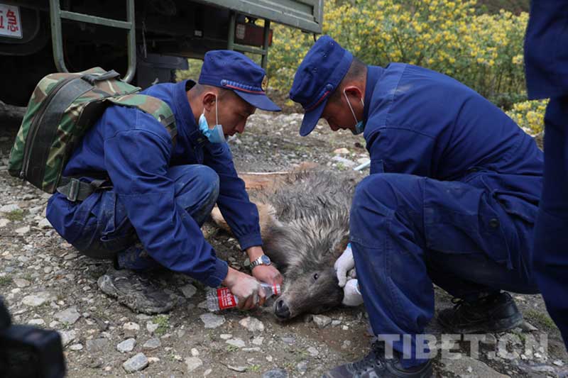 ནགས་ཚལ་མེ་ཟོན་མི་སྣས་ར་རྒོད་སྐྱོབ་རོགས་བྱས་པ། 