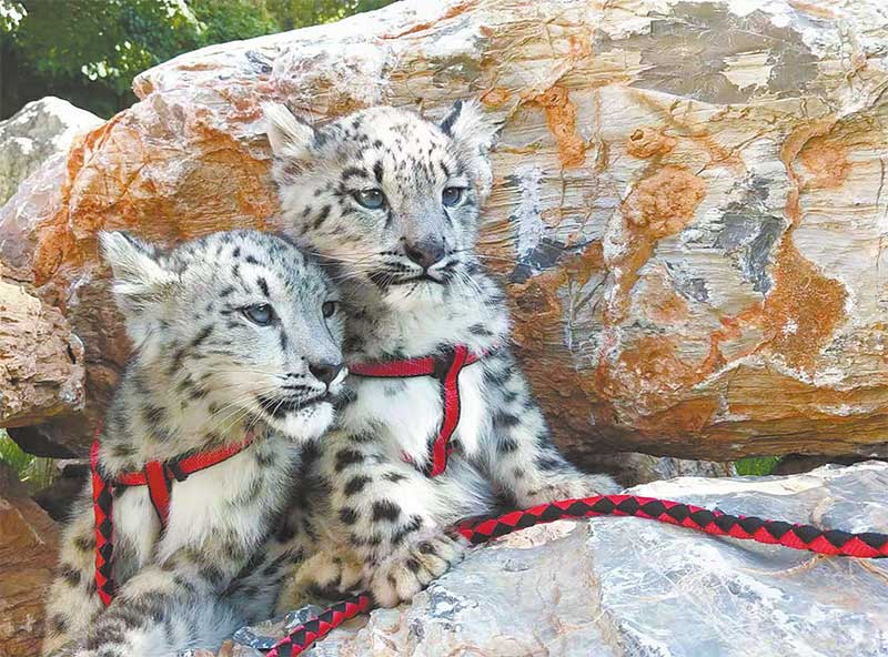 ཟི་ལིང་གི་རི་སྐྱེས་སྲོག་ཆགས་གླིང་གིས་གསའ་མཚེ་མ་བདེ་བླག་ངང་རྒྱུད་སྤེལ་བྱས་པ།
