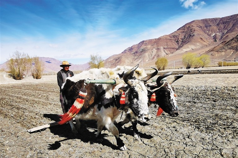 ཞིང་པ་དཔྱིད་འདེབས་ལས་ལ་བྲེལ།