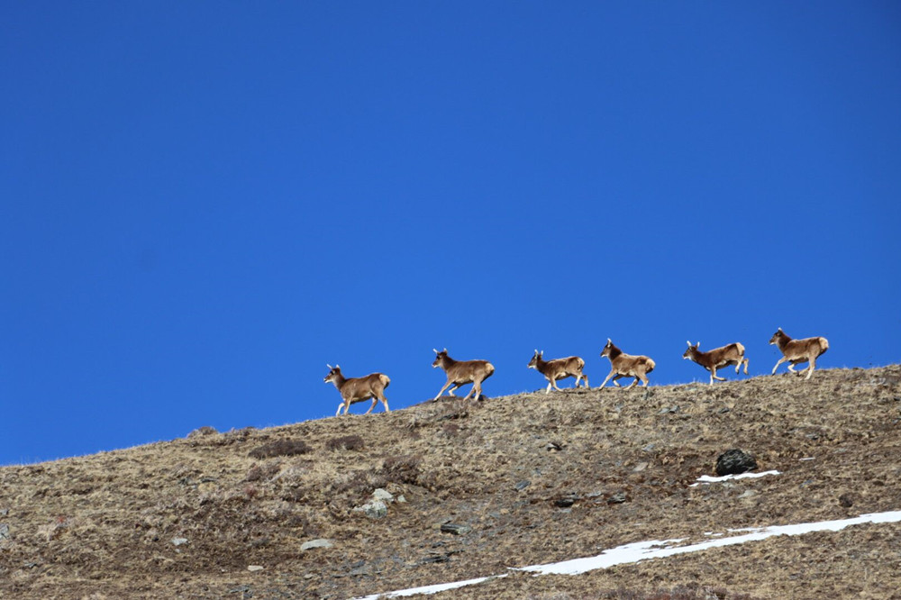 བྲག་འགོའི་གདོང་རི་ན་ཤ་བ་བརྒྱ་ཕྲག་ལྷག་གནས་འདུག 