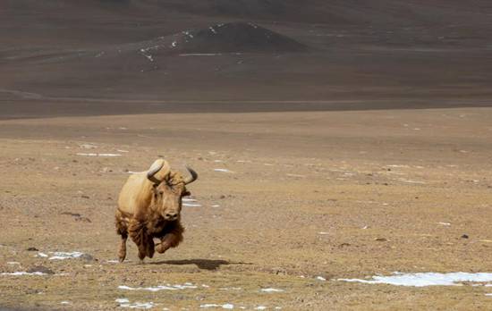རྒྱ་མཚོའི་ངོས་ཀྱི་མཐོ་ཚད་སྨི་5000སར་ཡོད་པའི་མངའ་རིས་ཀྱི་འབྲོང་ཁམ་པ།