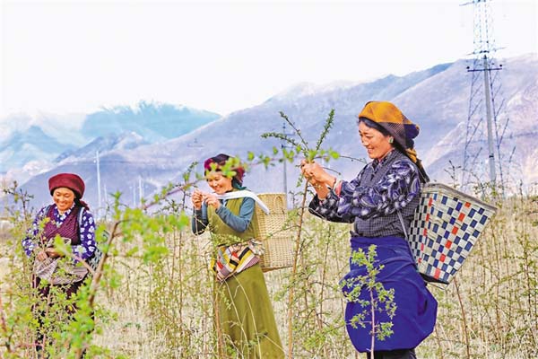 ཇ་ལོར་བརྟེན་ནས་དབུལ་སྒྲོལ་བྱེད།