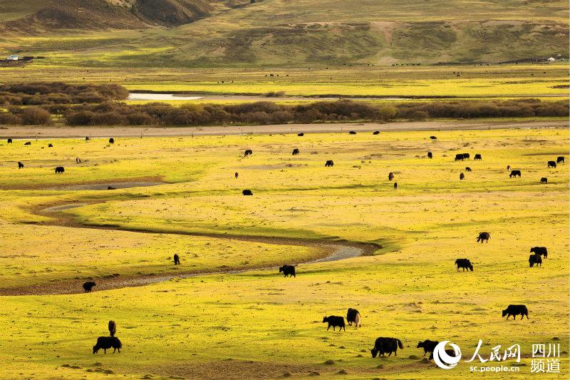 ལི་ཐང་གི་འབྲོག་རའི་མཛེས་ལྗོངས།