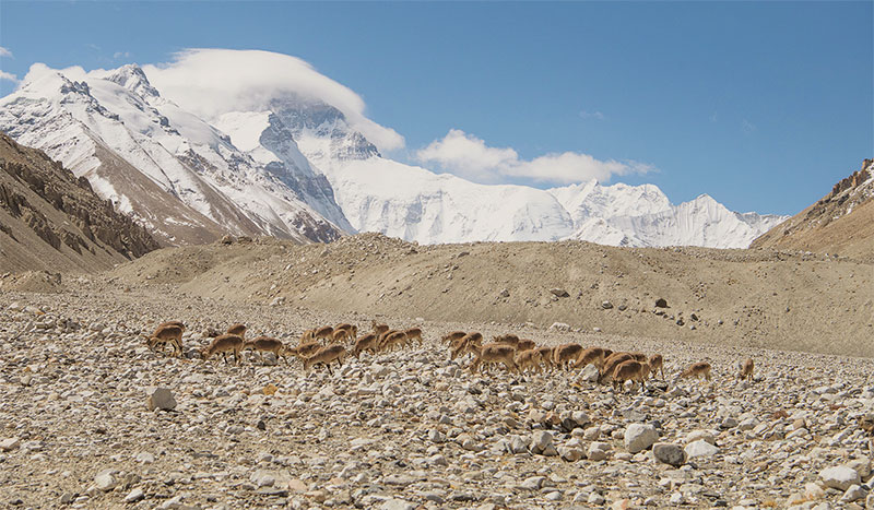 ལྷག་པ་ཚེ་རིང་མིག་ནང་གི་ཇོ་མོ་གླང་མའི་སྣོད་བཅུད་ཀྱི་འགྱུར་ལྡོག