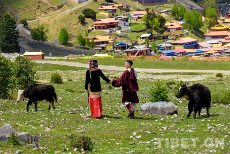 རྟའུ་ཡི་སྟག་མའི་མེ་ཏོག་གིས་ཡུལ་སྐོར་བ་བསུས་ཡོད།