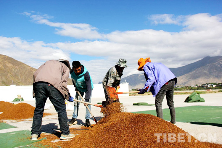 བོད་ལྗོངས་ཀྱིས་འཕུར་འདེབས་ཤིང་འཛུགས་ནགས་བཟོའི་ཚོད་ལྟའི་འཕུར་སྐྱོད་ཀྱི་ལས་དོན་ཐོག་མ་སྤེལ་བ།