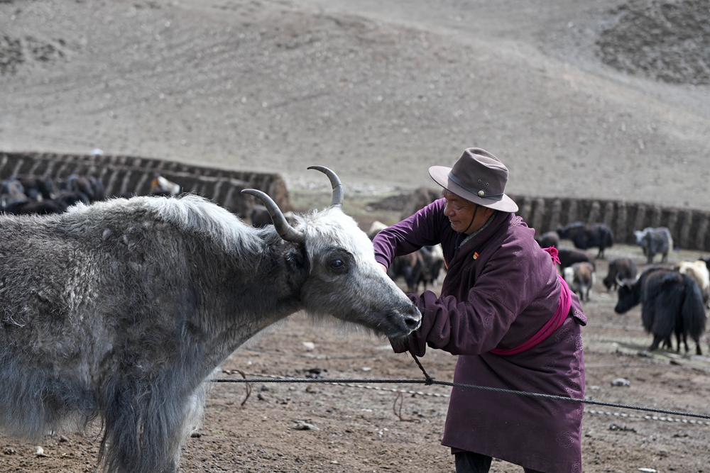 གངས་ལུང་སྡེ་བས་སྐྱེ་ཁམས་ཕྱུགས་ལས་འཕེལ་རྒྱས་ཀྱི་ལམ་བུ་གསར་པ་ཞིག་བཏོད།