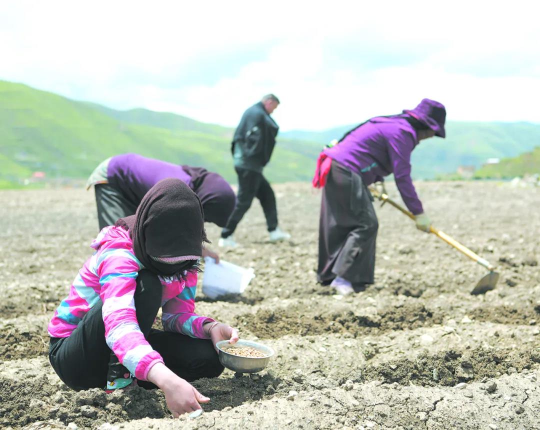 སྔོ་ཚལ་ཐོན་ལས་དར་བ་ཡིས།། དབུལ་བྲལ་གྲུབ་འབྲས་བརྟན་པོར་གྱུར།།