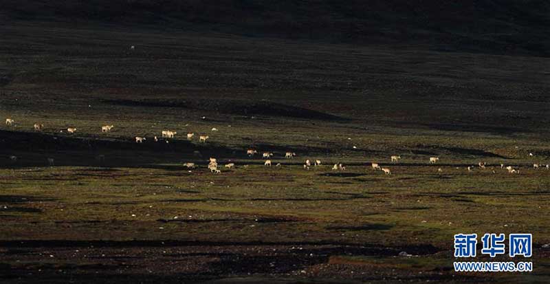 ཨ་ཆེན་གངས་རྒྱབ་སྲུང་སྐྱོང་བྱེད་ཤུགས་ཆེ་རུ་བཏང་བ།