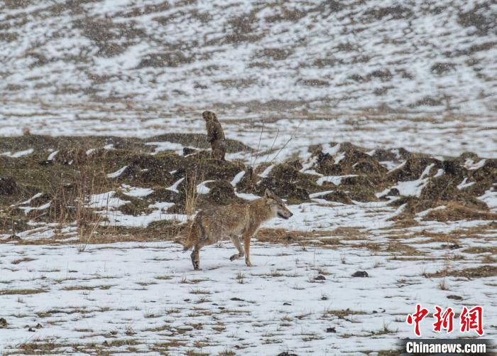 མཛོད་དགེ་རུ་སྤྱང་ཀི་སྲུང་སྐྱོང་ས་ཚུགས་ཐོག་མ་བཙུགས་པ། 