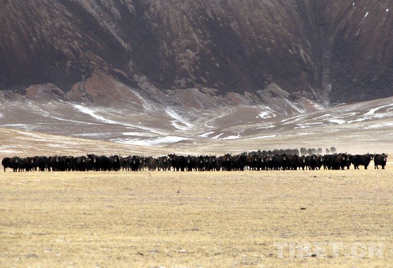 ངོ་མཚར་ཆེ་བའི་ཚན་ཞིབ་རྟོག་ཞིབ་དཔའ་མོ་ཁྱུང་རྫོང་།