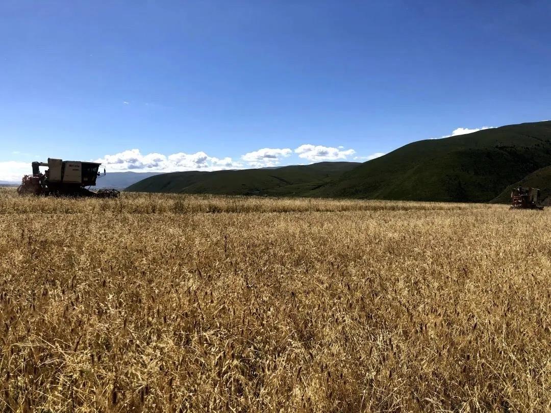ཞིང་ལ་ལོ་ལེགས་བྱུང་། འབྲུ་མཛོད་ནས་ཀྱིས་བཀང་།