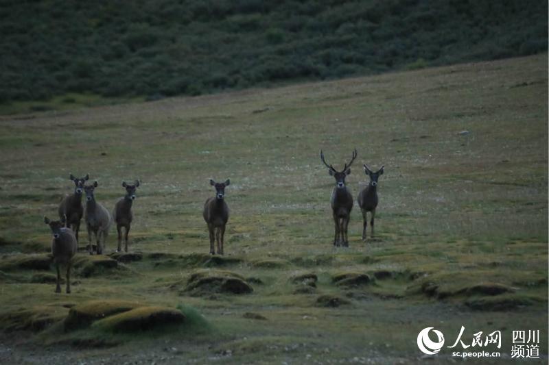 ལི་ཐང་རྫོང་དགེ་བསྙེན་གནས་རིར་ཤྭ་བ་མཆུ་དཀར་མང་པོ་མཐོང་བ།