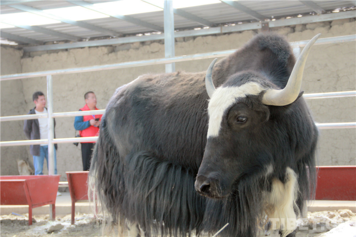 ནོར་གནག་ནི་མཐའ་མཚམས་ཀྱི་གྲོང་ཚོ་ཆུང་ཆུང་འདིའི་ཕྱུག་འགྱུར་གྱི་ཐབས་མཆོག་ཅིག་ཏུ་གྱུར་ཡོད།